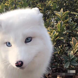 人工养殖幼崽乖巧狐狸活体宠物狐狸活物幼崽白狐雪狐蓝狐熊猫狐 精品蓝眼白狐
