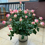 景郁春 JIRYUCUR玫瑰花苗特大花月季花苗绿植阳台盆栽蔷薇花苗艾莎源头直发