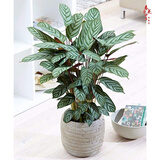 室内绿植花卉盆栽孔雀竹芋 猫眼彩虹绿植盆栽植物 新飞羽竹芋60-70厘米高 原盆原土发货 含原装简易塑料盆