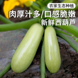 密农人家 农家新鲜 西葫芦 炒菜脆嫩爽口 番瓜 绿皮西葫芦 新鲜蔬菜 500g