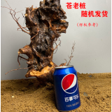 黄荆桩老桩黄荆盆景熟桩树桩根雕舍利黄荆室内绿植办公室盆栽庭院盆景疙瘩老桩 大号舍利老桩随机发 不含盆