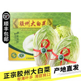 【顺丰】山东胶州大白菜 三里河原产火锅炖菜 新鲜当季蔬菜 5斤|1颗装 |精品礼盒