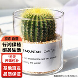 行湘仙人球多肉植物盆栽办公室室内小摆件 金冠+圆柱玻璃瓶 源头直发