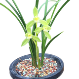 现不带花苞 兰花春剑精品浓香型兰花盆栽名贵兰草苗玉堂春 5苗连体送肥药 经典老种