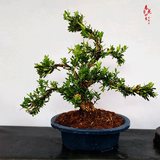 小叶雀舌黄杨粗杆盆景米叶黄杨盆景素材 绿植盆栽 造型雀舌黄杨主干一厘米