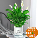 绿有意观音竹富贵竹水培植物带根花卉绿植绿萝室内盆栽转运竹子水养好养 精选白掌4-5棵早安盆+陶粒+液