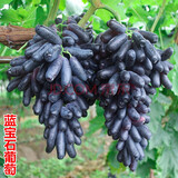 苗彩园艺 美国甜蜜蓝宝石葡萄苗嫁接蓝宝石葡萄树苗南方北方种植盆栽地载庭院种植金手指黑加仑葡萄苗 蓝宝石葡萄 5年结果苗