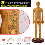 蓝蝶52CM中医针灸穴位人体模型十二经络图铜人体穴位模型人全身小皮人 52CM铜男软模（可扎针）大字体