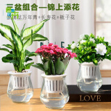 盆栽室内水培水养开花植物办公室四季好养绿植一帆风顺 加厚跳舞玻璃盆长寿花+栀子花+万年青 带盆栽好