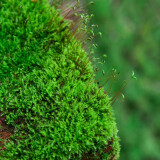 青苔藓鲜活苔藓微景观植物盆景盆栽水陆缸假山草造景材料白发藓短绒青苔- 短绒藓(15*8)cm 10盒