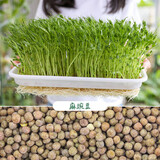 寿禾 芽菜种子萝卜四季秋冬季四季无土水培蔬菜豌豆芽 麻豌豆芽苗菜种子 300g