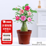 花翁盆栽老桩室内耐热耐旱花卉绿植 中号沙漠玫瑰（不含盆）源头直发