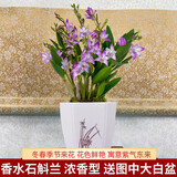 劉閣蘭花兰花苗 澳洲七彩石斛兰 冬带花苞出售泼墨香水石斛室内外花卉盆栽 香水石斛兰20苗带6支花剑配大白盆