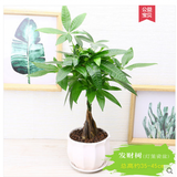 韵沃（YUN WO）发财树盆栽大棵绿植花卉室内客厅大型辫子发财树三杆发财植物花卉 辫子发财树40高左右 不带盆