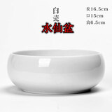 水仙花种球室内阳台水培水养水仙室外盆栽花卉冬天种耐寒植物种子 白色陶瓷盆【口径15厘米】