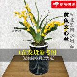 劉閣蘭花5色文心兰盆栽带花苞梦香兰奶香水味迷你兰花苗浓香型室内花卉 黄色梦香1苗带2花剑 送北欧盆