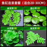 疯狂水草（FKSC）浮萍鱼缸水草水培植物一叶莲水芙蓉养龟鱼池造景直接入缸水上烟花 【小缸点缀】鱼缸造景套餐