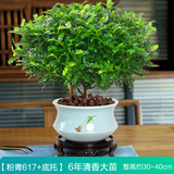 绿有意正宗清香胡椒木盆栽花卉室内外驱蚊草植物树苗老桩盆景九里香绿植 6年大苗清香【粉青617+底托陶粒 含盆