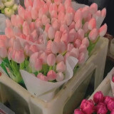 【】水培郁金香四季开花盆栽花卉植物客厅绿植花卉大全养不死 粉罗门小红书爆款 买10送3实发13个送彩石