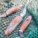 鲜可居东山岛海鲜 小管鱿鱼 野外灯光海捕鱿鱼 新鲜冷冻海兔子 笔管鱼 小管鱿鱼【2x400g】 780g(净重)