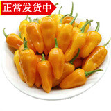 辰实【现摘】福建永安小黄椒 新鲜黄椒 农家魔鬼泡椒小辣椒黄辣椒 1斤魔鬼椒（特辣）