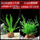 疯狂水草（FKSC）真水草鱼缸造景套餐净化水质懒人鱼缸水草植物直接入缸蜈蚣草 【火山石】迷你小九冠+鹿角茸