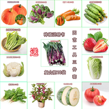 民汇园36种四季蔬菜花卉水果种子黄瓜四季豆豇豆草莓辣椒阳台庭院套装 套餐B13个品种+肥10袋+工具