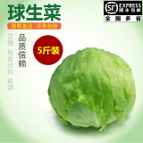 千牛优福球生菜3-5斤 汉堡圆生菜西生菜轻食沙拉煎饼西餐食材新鲜蔬菜 5斤装