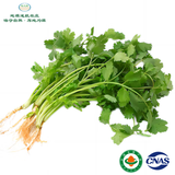 地之源有机香菜  芫荽  新鲜蔬菜生鲜  现摘现发新鲜到家 1000g