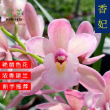 艾莹四季兰花苗兰宝石中矮种夏带花苞出售浓香花卉新手好养盆栽 香妃 2苗连体