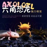 森悠（SARYOR）六角恐龙鱼蝾螈活体淡水宠物冷水鱼耐活家养非锦鲤水族爬行宠物鱼 幼苗8-10厘米【黄金龙】