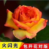 8年玫瑰老桩花苗玫瑰盆栽花卉观赏花植物阳台室内室外盆栽地栽花老桩蔷薇花多次开花 桔色  闪光【1号】5棵装 不含盆