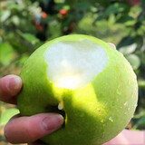 莹多爱【官方补贴】 砀山梨 老树梨子 生鲜水果砀山梨 安徽特产酥梨 砀山梨带箱2斤