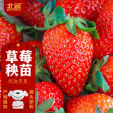 北蔬 草莓苗带土发货盆栽秧苗地栽水果苗 奶油草莓苗3盆源头直发包邮