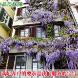 旺之春多花紫藤树苗 紫藤苗盆栽紫藤花苗攀援花卉紫藤盆栽爬藤植物凌霄 大花紫藤4年苗 不含盆