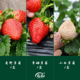 寿禾草莓苗带土发货大苗寿禾苗场四季带盆栽好春夏批发奶油秧苗 【组合3盆】香野章姬小白各1盆