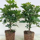 八方来财鸭脚木招财树鹅掌柴室内绿植净化空气吸甲醛花卉绿植好养 带老桩高40-50cm 带盆栽好