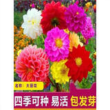 大丽花种子重瓣大花种籽耐热四季易种庭院阳台盆栽花草种子籽 混装五彩缤纷300粒+肥