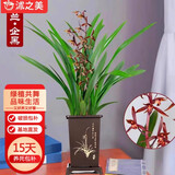 沭之美兰花苗浓香型墨兰花室内盆栽 企黑墨兰6-8苗+兰花塑料盆 源头直发
