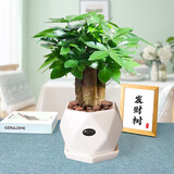 花知态发财树盆栽室内客厅桌面绿植小盆景大发财树苗招财树吸甲醛植物 陶瓷盆B款+三棵发财树 含盆