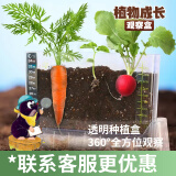九月生植物观察盒透明花盆植物生长观察蔬菜种子儿童种植小盆栽阳光房