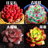 百潮盛多肉植物 小盆栽批发 豪华套装多肉组合桃蛋玉露绿植花卉园艺 【如图品种】红吉大蒂+盆土 选项文字有标注