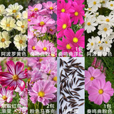 逸棵波斯菊种子格桑花卉种向日葵四季开花阳台盆栽庭院植物种子花草 波斯菊 共50粒【颜色独立包装】