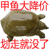 甲优甲优【包活送到】鲜活食用大甲鱼生态放养外塘散养中华老鳖生鲜团鱼 1-1.4斤 尝鲜价