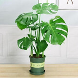 御春阁 室内客厅办公室大型盆栽绿植花卉盆景 龟背竹 室内绿色盆栽花卉