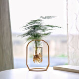 融暖轻奢餐桌花 ins北欧文竹水培植物盆栽办公室内水养绿植桌面四季n 文竹【小号金架】 含盆