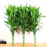 若绿 富贵竹水培植物花卉盆栽 室内客厅转运绿植 办公室桌面好养 富贵竹高75-80厘米10支（中竹）