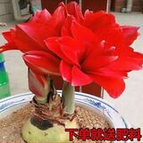 垣栀荷兰朱顶红进口大球重瓣种球盆栽花卉植物多年生特大球四季开花球 【樱桃尼芙】朱顶红种球当年开花