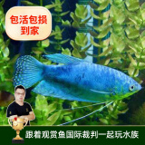 云峰海瑞 小型热带鱼观赏鱼活体红绿灯鱼淡水水族鱼宠物虎(四间鱼)皮鱼 蓝曼龙鱼3条