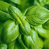 寿禾 罗勒种子蔬菜九层塔阳台四季食用冬春季香草植物种籽 罗勒种子 3g（1gx3包）